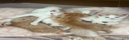 Ragdoll cats for sale: Ragdoll cross  - Advert 2