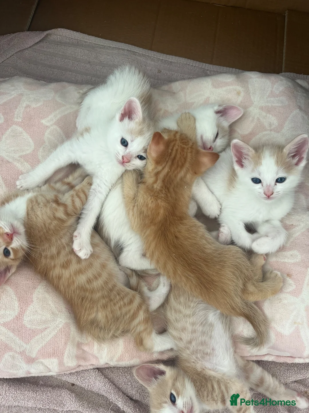 Ragdoll cats for sale: Ragdoll cross  - Advert 2
