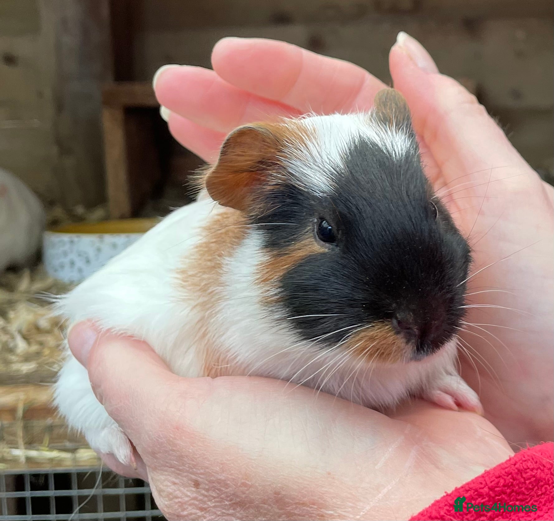 Guinea Pig rodents SWEET NATURED BABY GUINEA PIGS - Advert 9