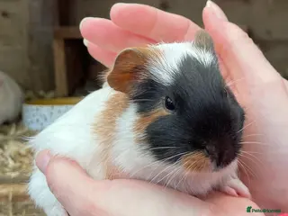 Guinea Pig rodents SWEET NATURED BABY GUINEA PIGS - Advert 9