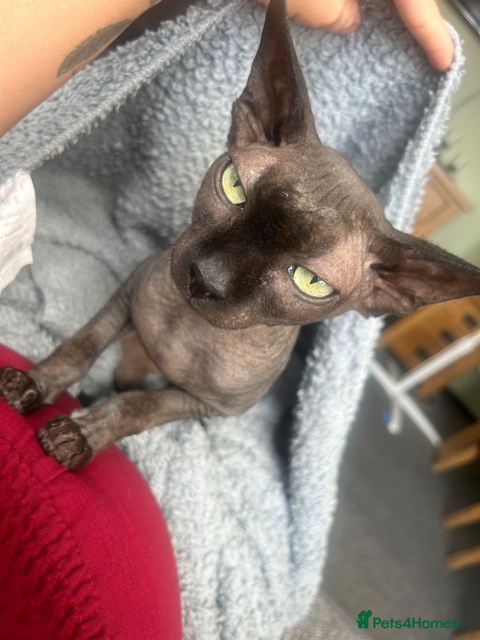 Sphynx cats Pure Canadian  - Advert 18