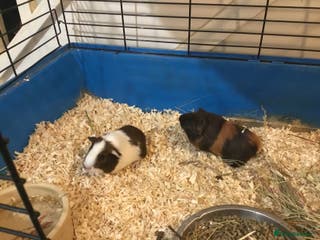 Guinea Pig rodents Mum and babies - Advert 14