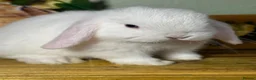 Mini Lop rabbits for sale: Gorgeous, friendly *vaccinated* pure mini lops in Swindon - Advert 7