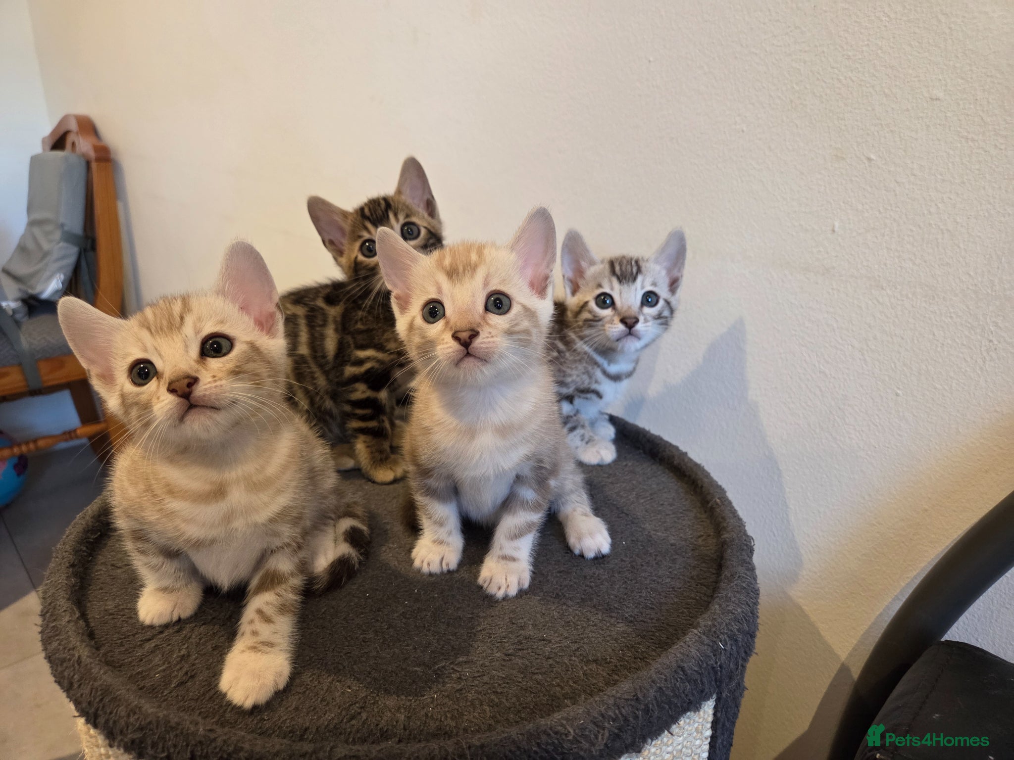 Bengal cats Pure Bengals Stunning Colour-ready for rezervation - Advert 2