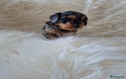 Cockapoo dogs for sale: F1B COCKAPOO PUPPIES  - Image 10