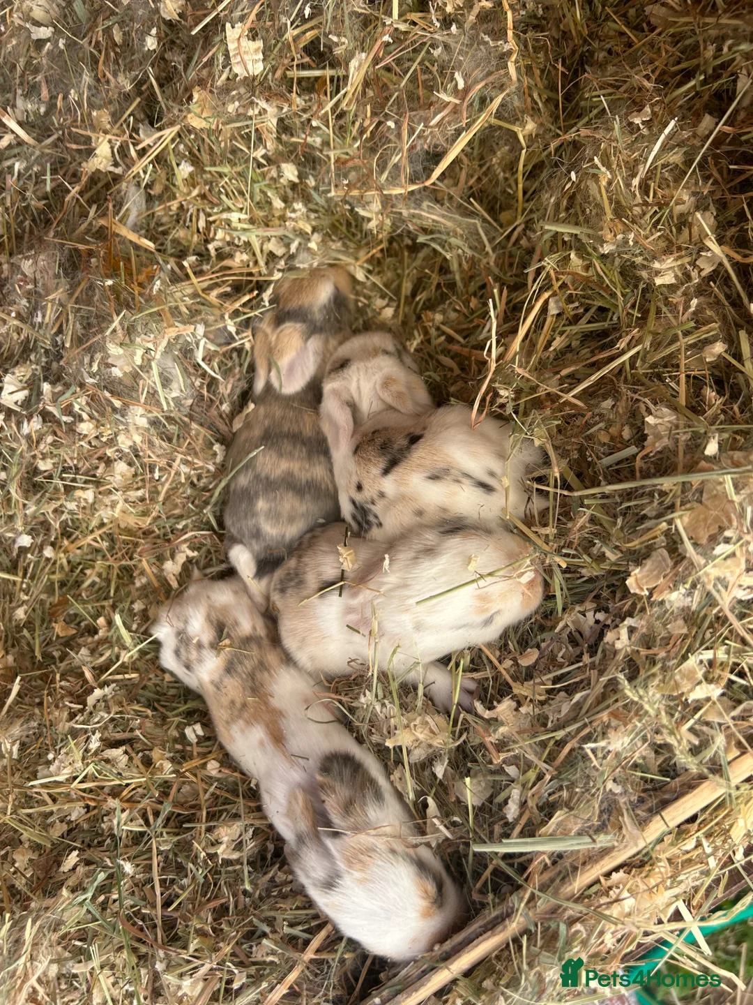 Mini Lop rabbits for sale: 5 mini lop bunnies  - Advert 2