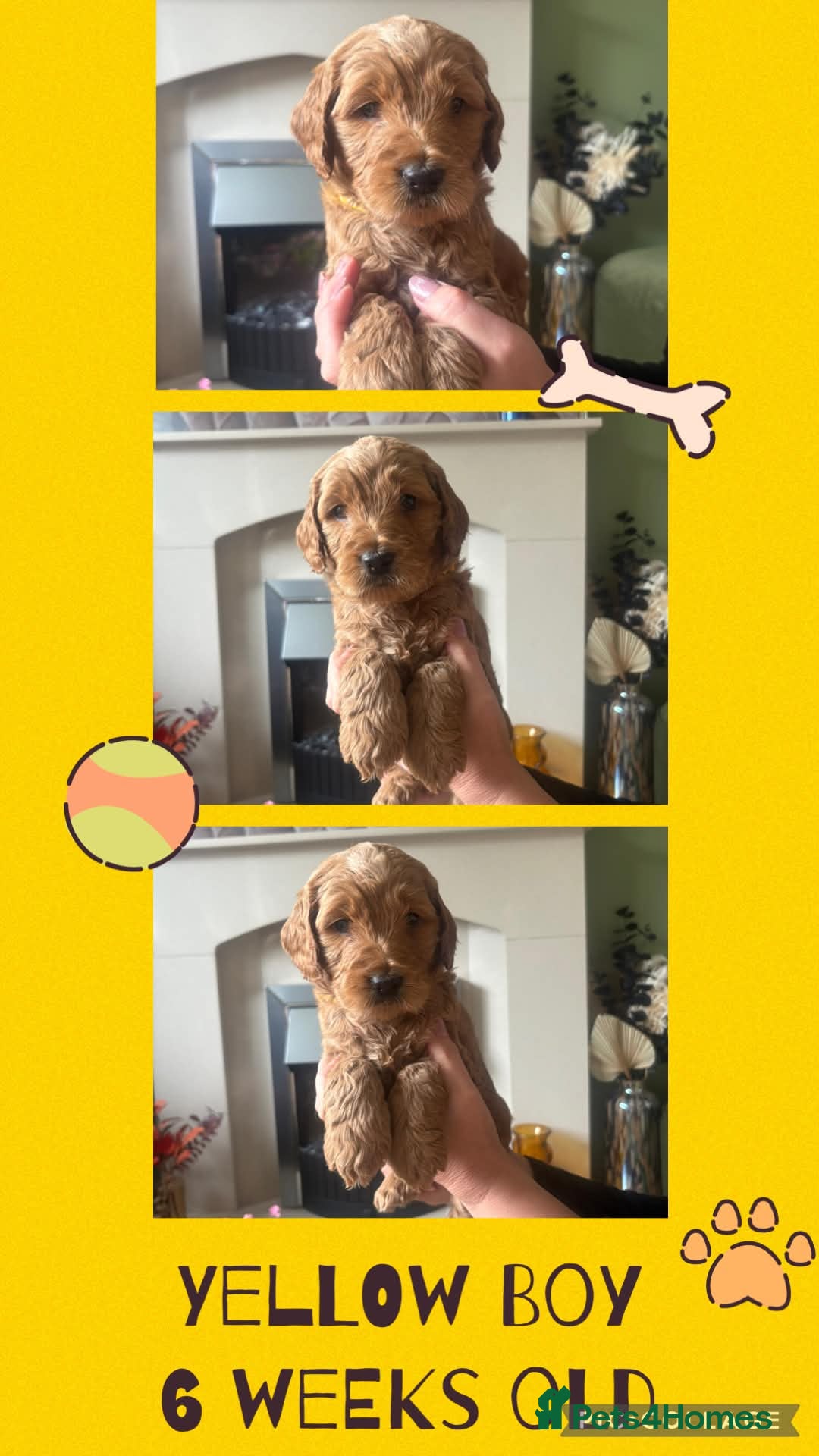 Double Doodle dogs Goldendoodle / Australian Double Doodle  - Advert 1