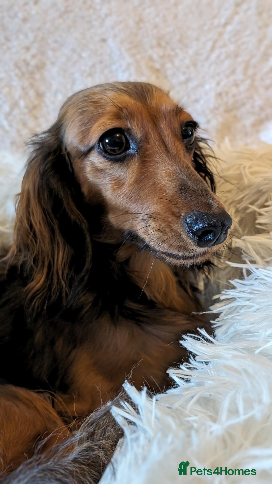 Miniature Dachshund dogs Miniature Longhaired Dachshund Puppies - Advert 1