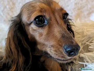Miniature Dachshund dogs Miniature Longhaired Dachshund Puppies - Advert 1