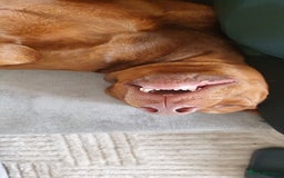 Dobermann dogs for sale: 2 year old male. - Image 6