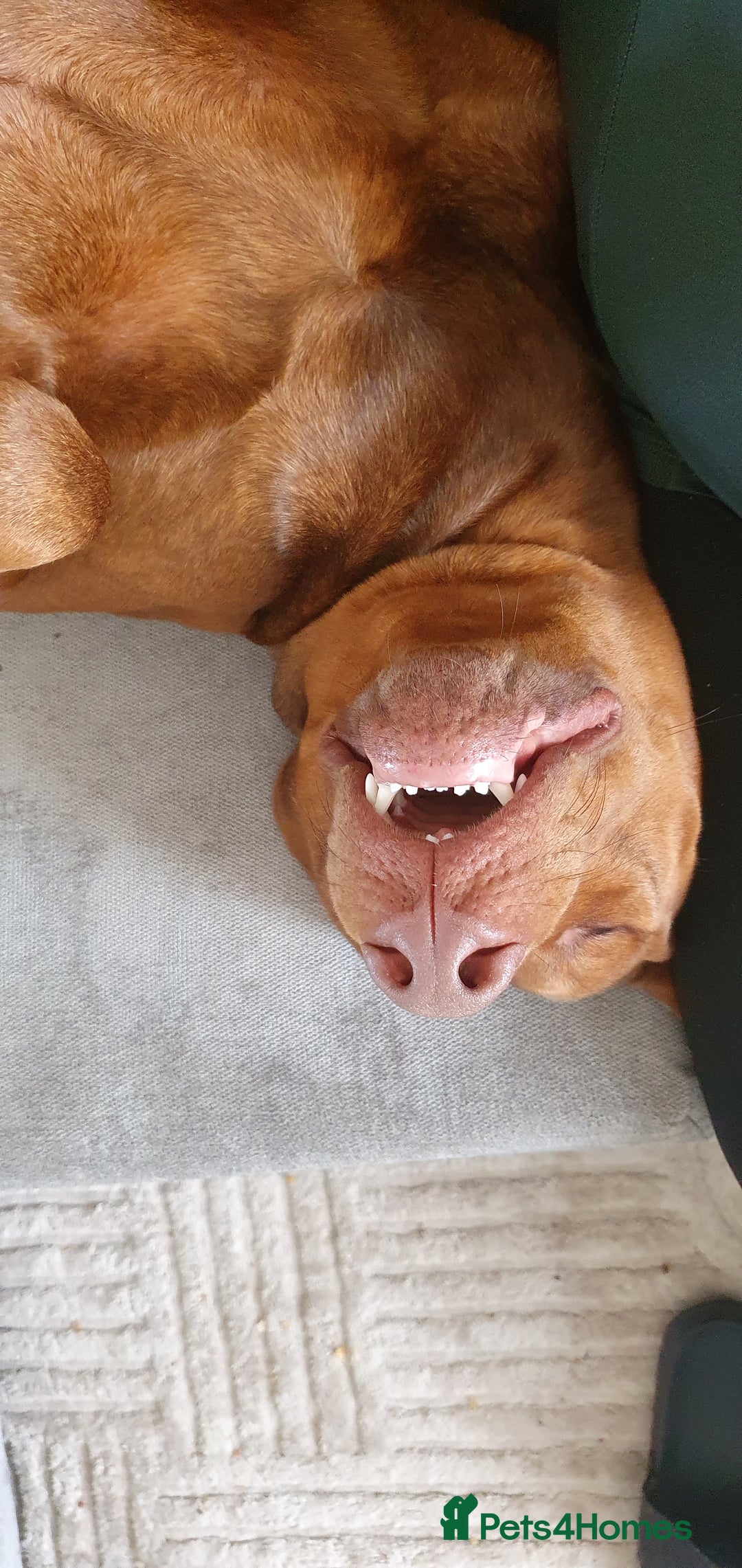 Dobermann dogs for sale: 2 year old male. - Image 6