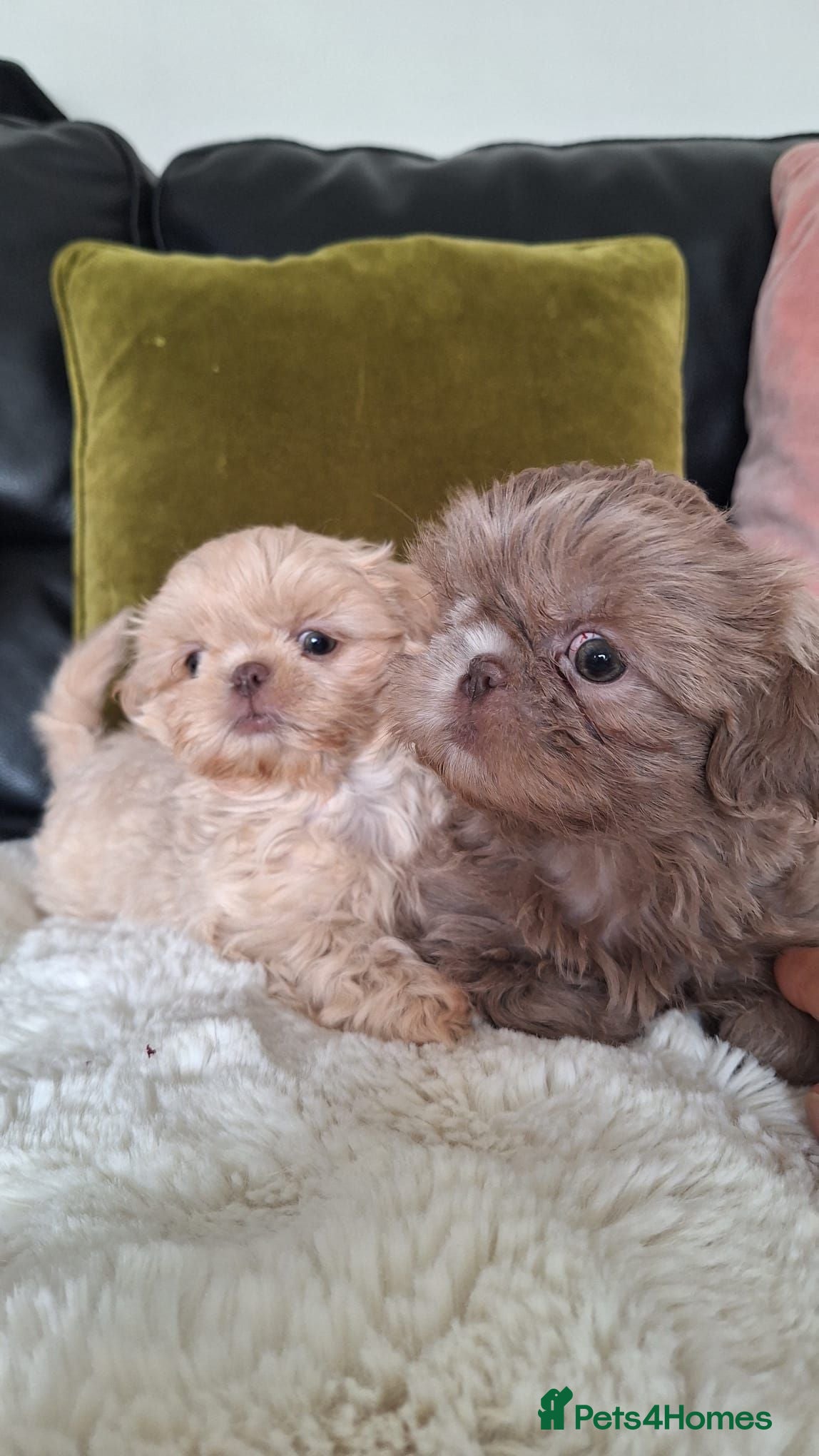 Shih Tzu dogs Stunning shih Tzu pups 2 girls 3 boys  - Advert 2