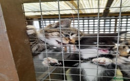 Aegean cats for sale: Agean x Kittens for sale - Image 6