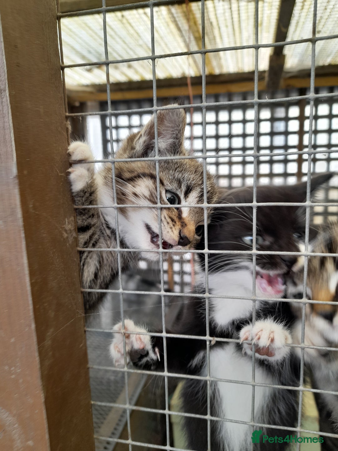 Aegean cats for sale: Agean x Kittens for sale - Image 6