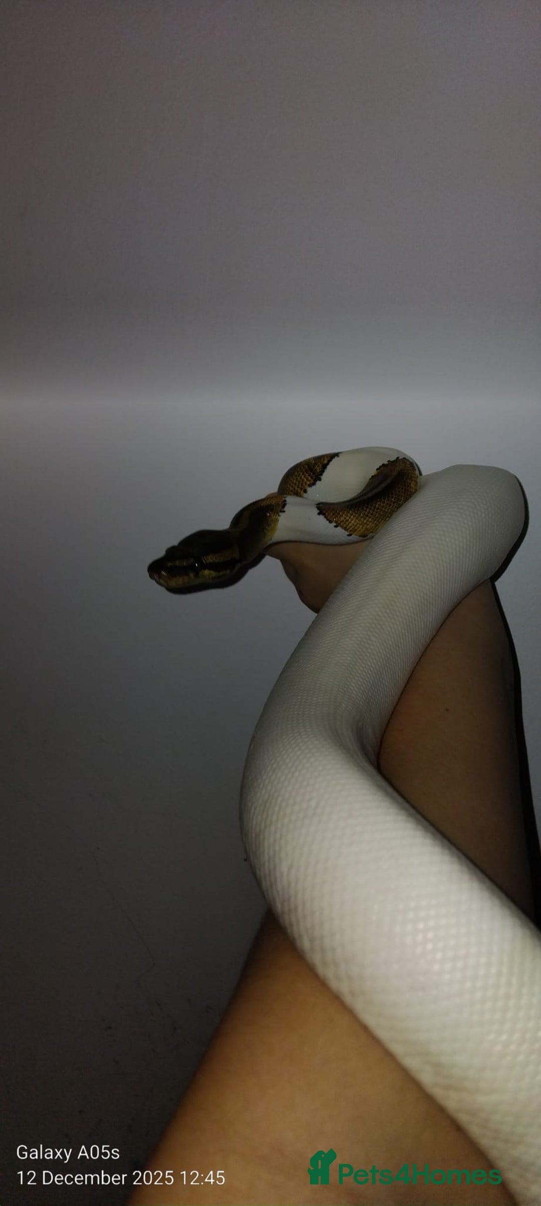 Python Snake reptiles for sale: Ball python  - Advert 3