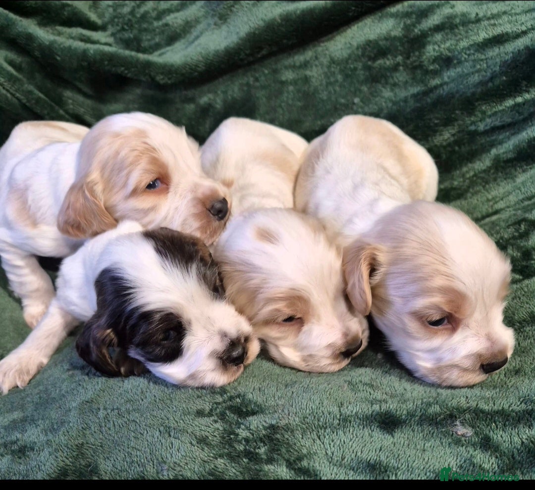 Cocker Spaniel dogs Beautiful Show Cocker Spaniel Males  - Advert 2