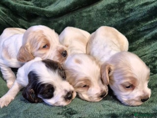 Cocker Spaniel dogs Beautiful Show Cocker Spaniel Males - Advert 2