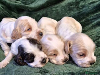 Cocker Spaniel dogs Beautiful Show Cocker Spaniel Puppys - Advert 1