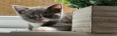 Suki