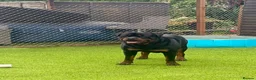 Rottweiler dogs for sale: rottweilers... - Advert 1