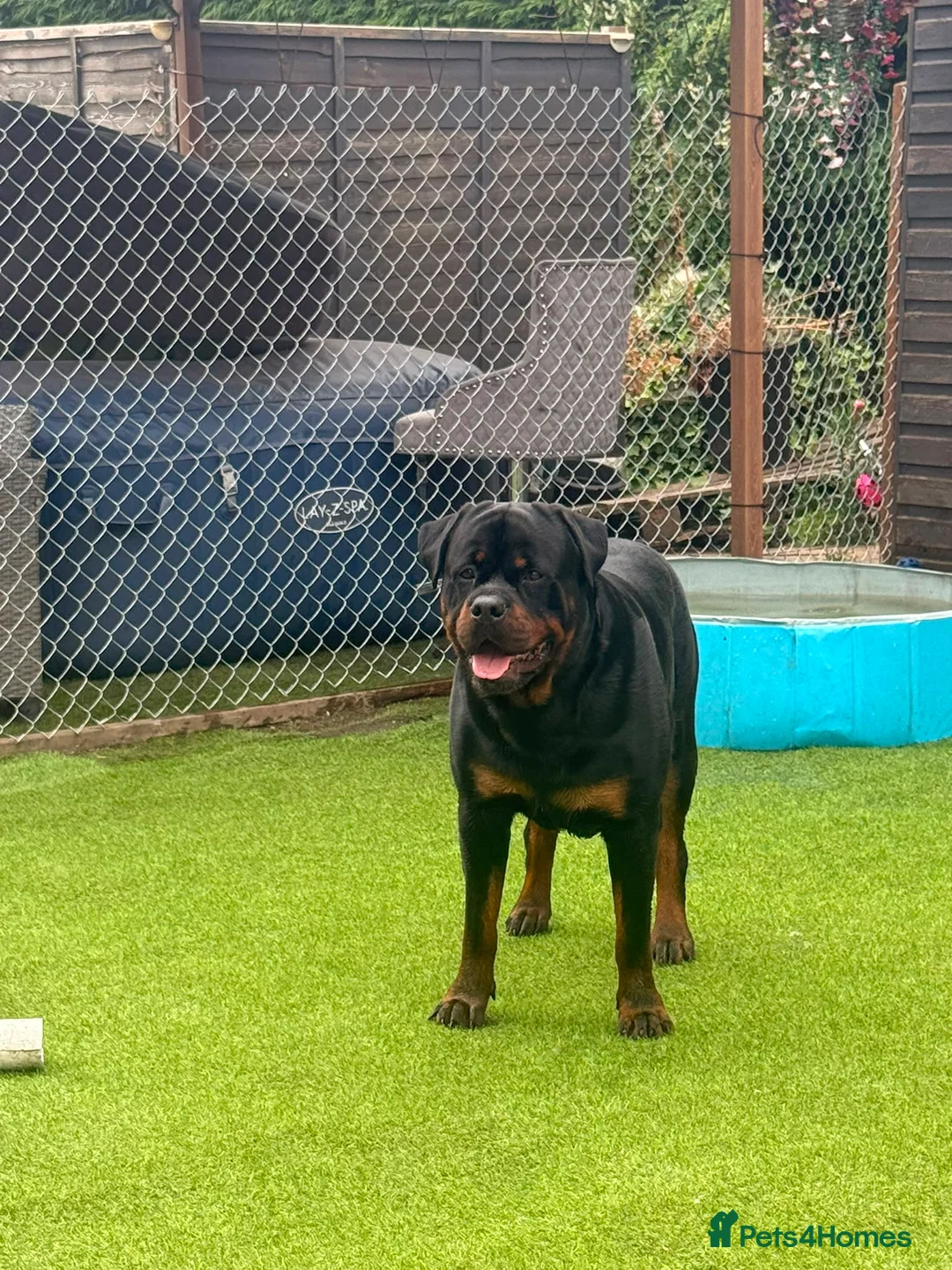 Rottweiler dogs for sale: rottweilers... - Advert 1