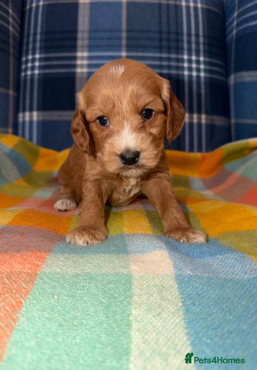 Cockapoo dogs for sale: 🧡💛💚Stunning Cockapoo Puppies - Ready 25th May - Advert 1