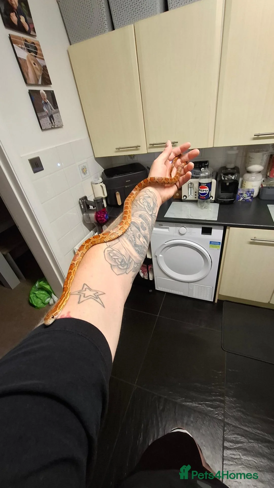 Snake reptiles for sale: Corn snake - Advert 3