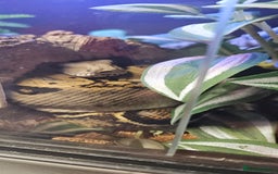 Boa Snake reptiles for sale: Nicaragua Boa Female approx 5 years old and Set Up - Image 6