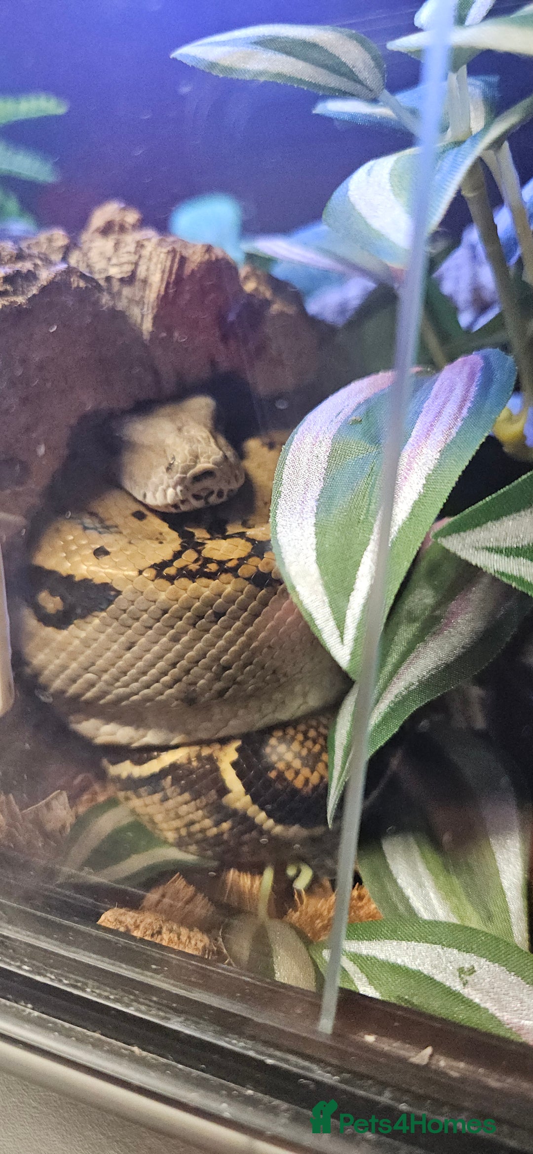 Boa Snake reptiles for sale: Nicaragua Boa Female approx 5 years old and Set Up - Image 6