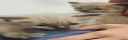 Ragdoll cats for sale: Seal Mink, Sealpoint and Mink Ragdoll kittens - Advert 5