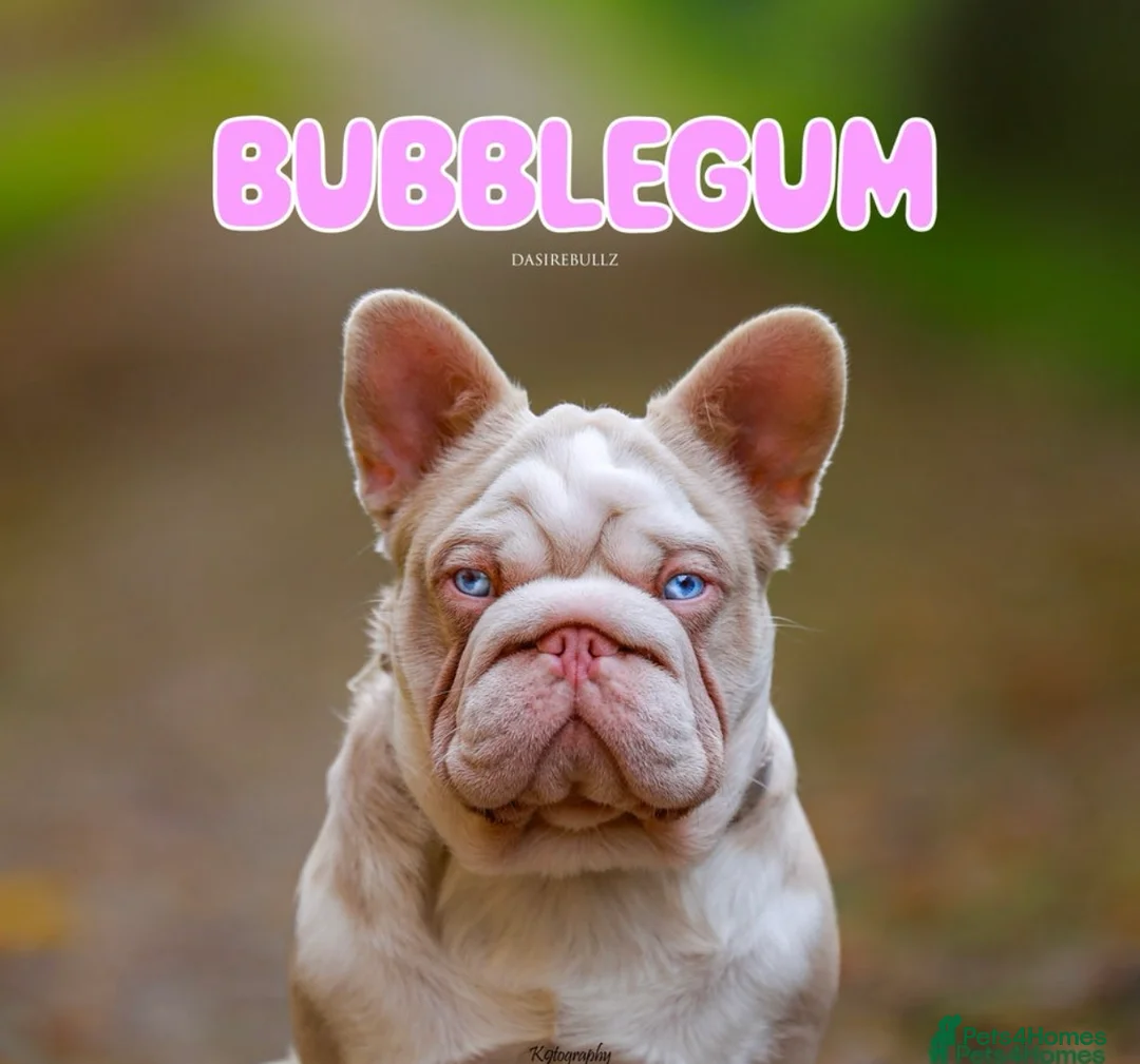 French Bulldog dogs for sale: Health tested KC French Bulldogs - Advert 2