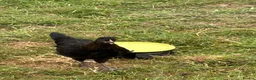 Chickens poultry for sale: AYAM CEMANI cockerels  - Advert 4