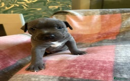 Staffordshire Bull Terrier dogs for sale: ❤️❤️ Ready for forever home ❤️❤️ - Advert 12