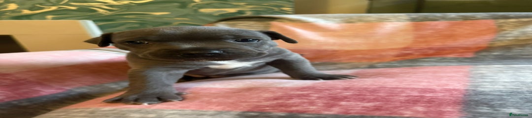 Staffordshire Bull Terrier Puppy 2