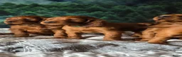 Irish Setter dogs for sale: KC Registered Beautiful Irish Setter Puppies  - Advert 9