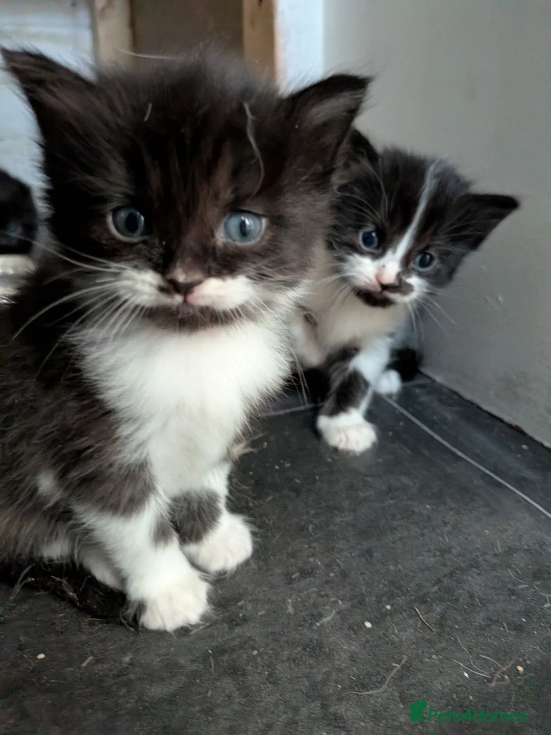 Mixed Breed cats for sale: 1/4 ragdoll kittens in Tunbridge Wells - Advert 2