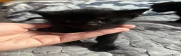 Mixed Breed cats for sale: Adorable Male Kittens for Sale - Black - Advert 7