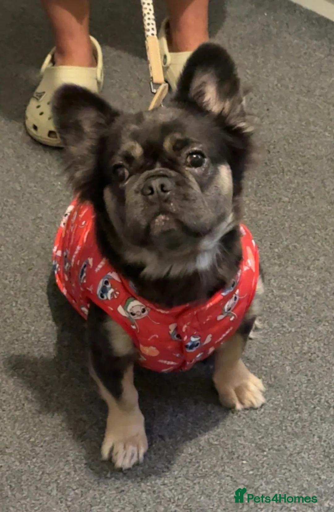 French Bulldog dogs for sale: Fluffy French bulldog pups - Advert 9