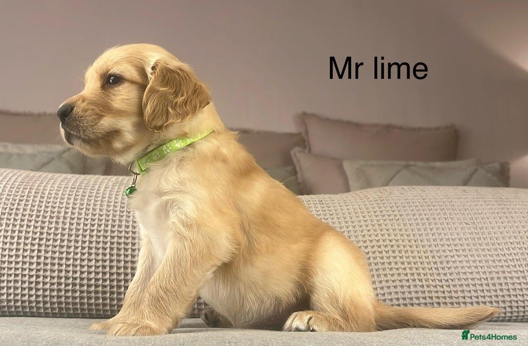 Goldendoodle dogs for sale: These will be stunning adults. Real head turners. - Advert 12