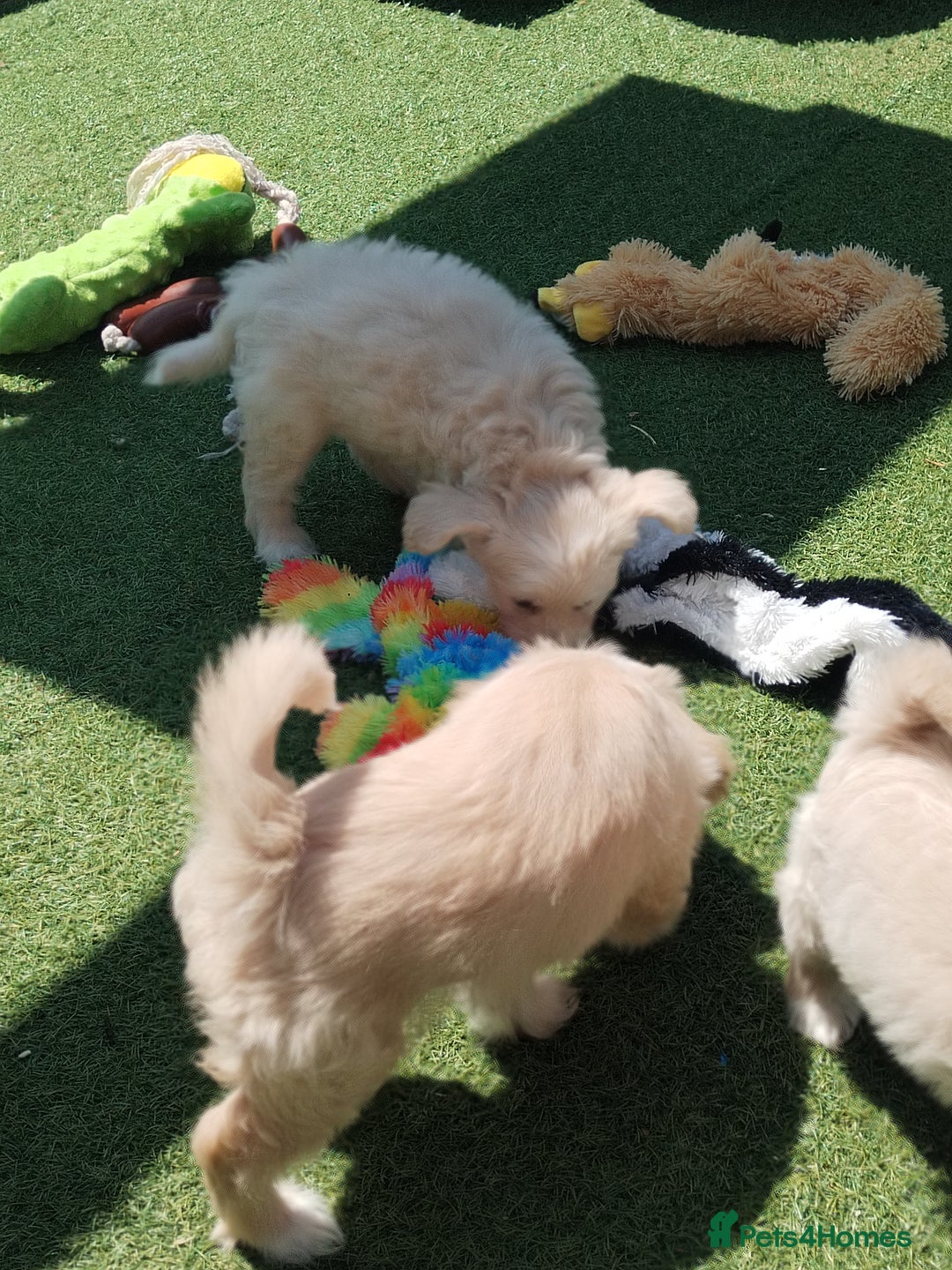 Chinese Crested dogs for sale: 5 beautiful Chinese crested puffs 3 girls 2 boys - Image 6