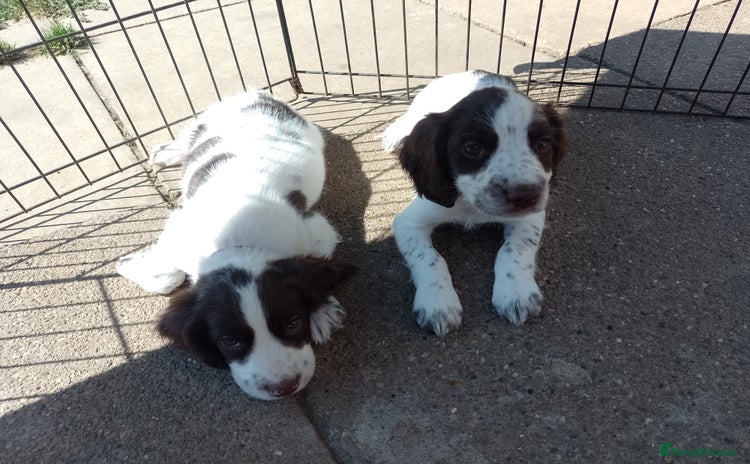 English Springer Spaniel dogs - Advert 7
