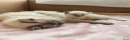 Ragdoll cats for sale: Last Blue Point Ragdoll GIRL kitten available  - Advert 12