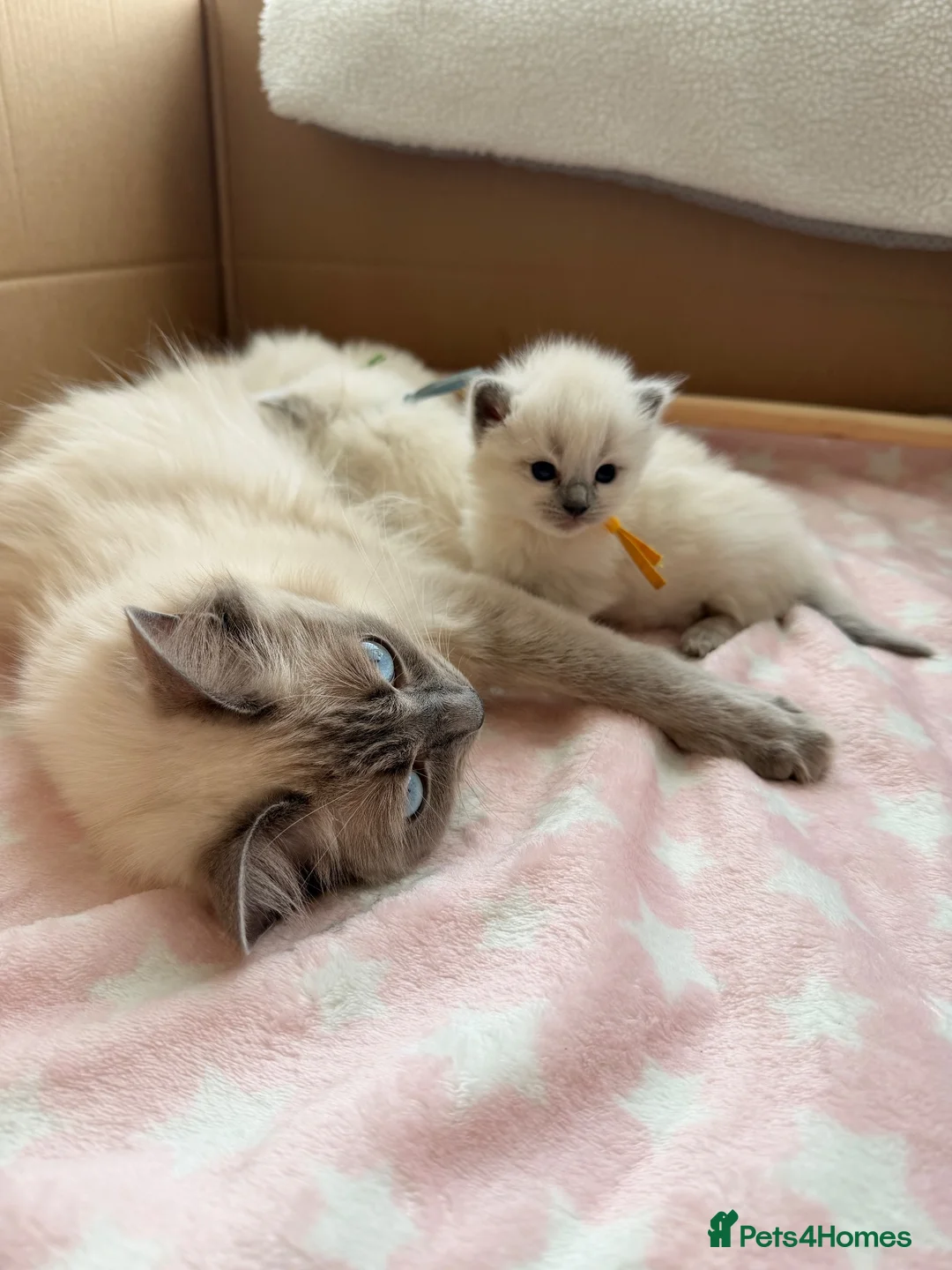 Ragdoll cats for sale: Last Blue Point Ragdoll GIRL kitten available  - Advert 12