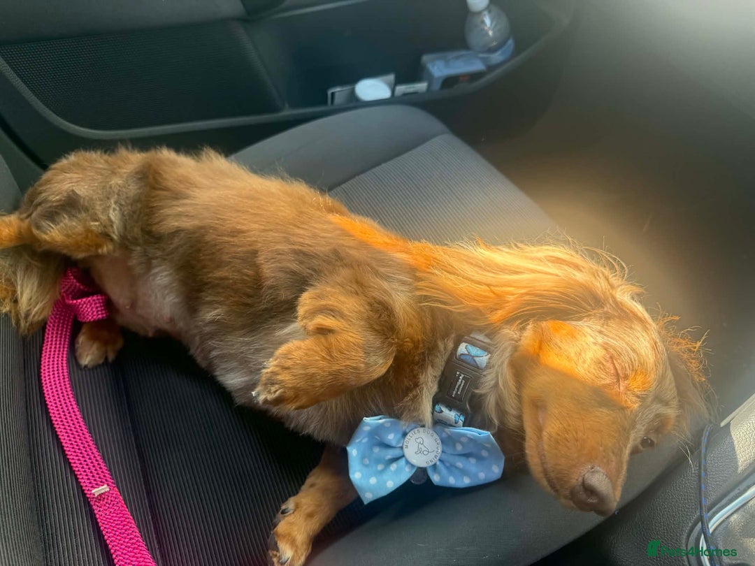 Miniature Dachshund dogs for sale: Female chocolate silver dapple long haired  - Advert 5