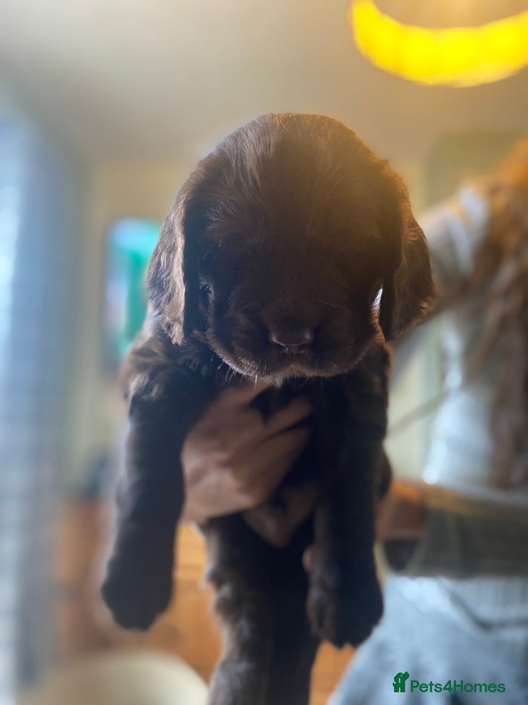 Cocker Spaniel dogs for sale: Working Cocker Spaniels - Advert 9