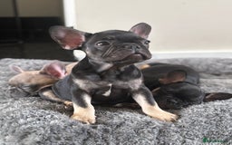 French Bulldog dogs for sale: 🐾 French Bulldog Puppies - Ready to go! 🐾 - Image 1
