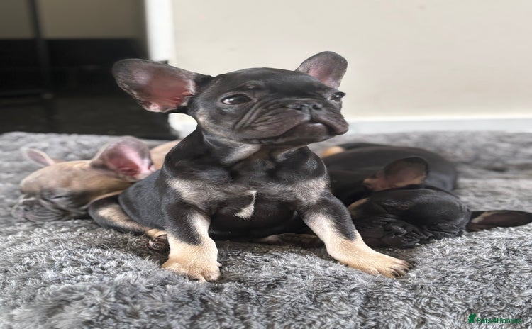 French Bulldog dogs - Advert 8