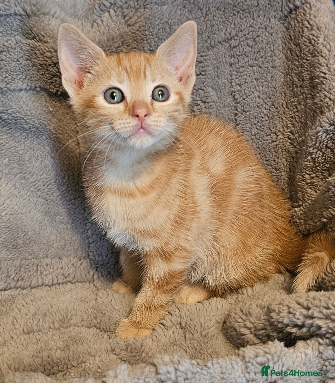 Maine Coon cats for sale: Kittens ready now - Advert 4