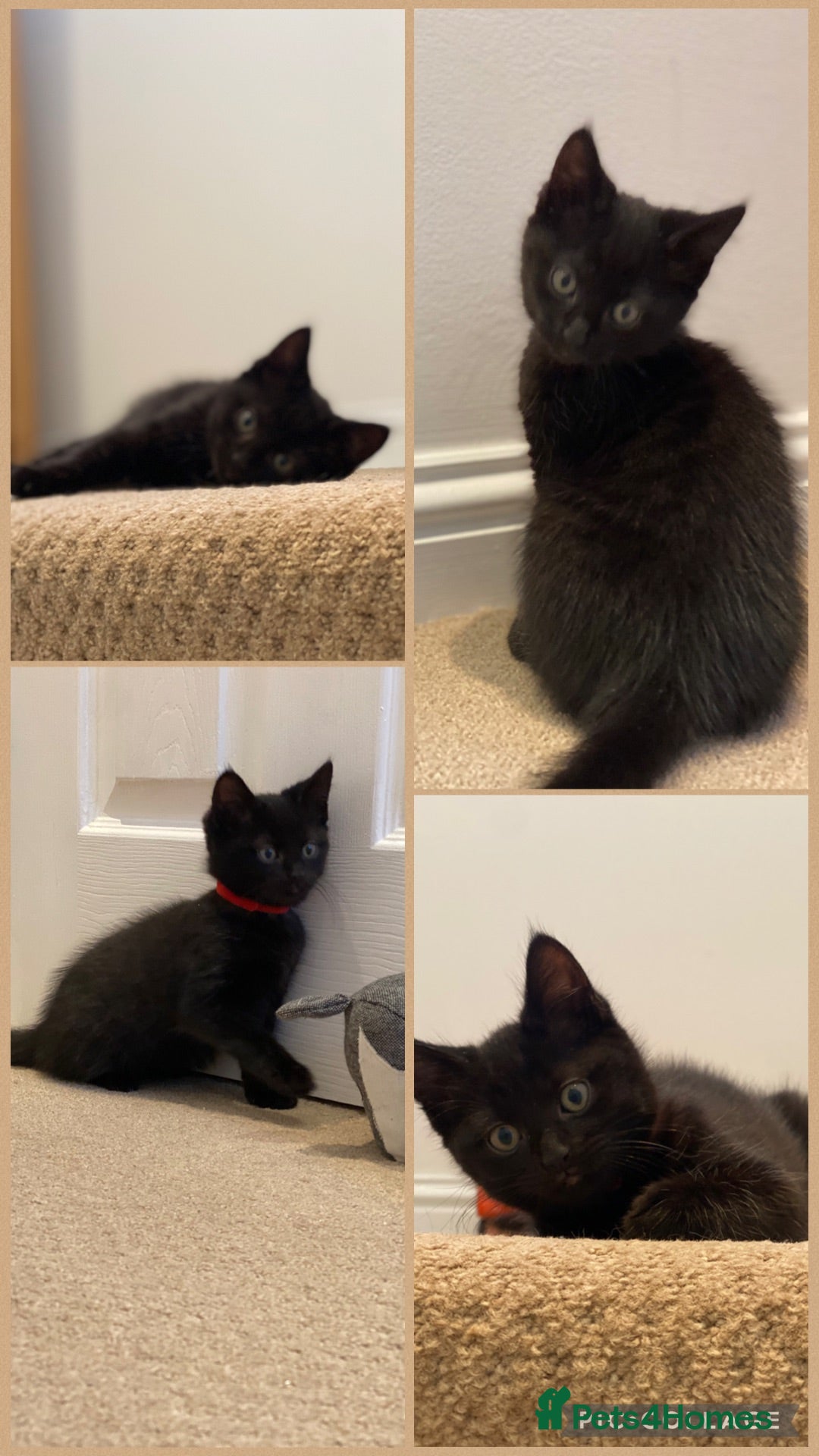 Mixed Breed cats Gorgeous black kitten - last one remaining  - Advert 14