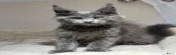 Maine Coon cats for sale: Available now! Last Two TICA Registered Maine Coon - Advert 3